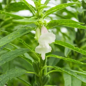 참깨 효능 파종 수확 보관 씻는 법까지 먹는 방법 총정리_16