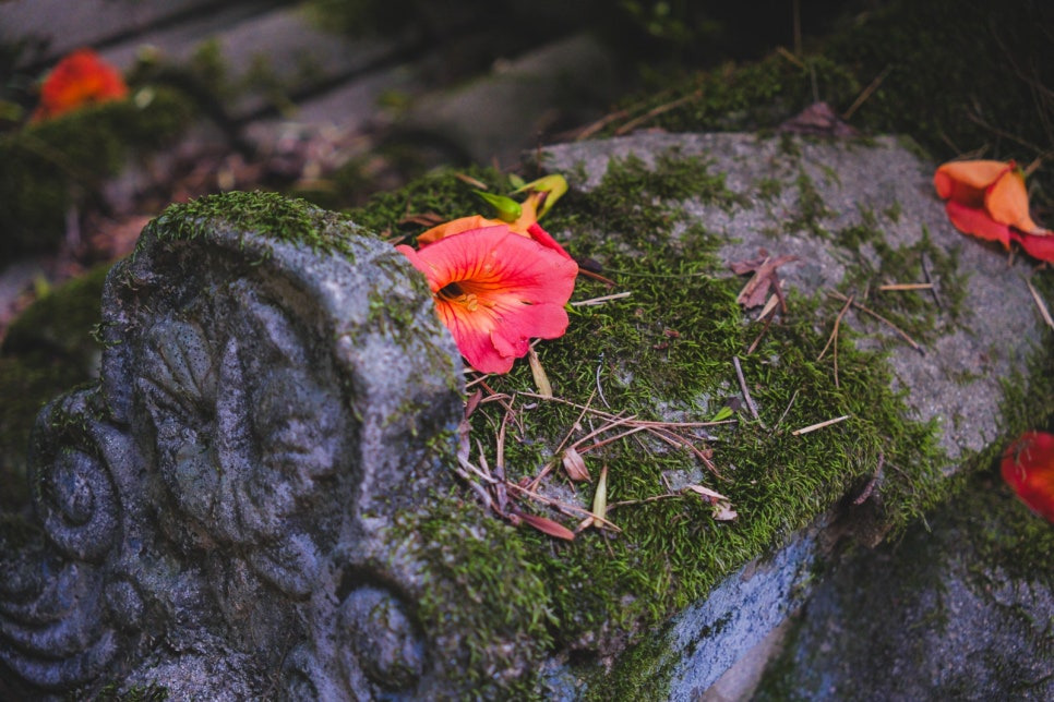 문경 주암정 연꽃과 능소화 명소, 6월~7월 인생샷 코스 정리