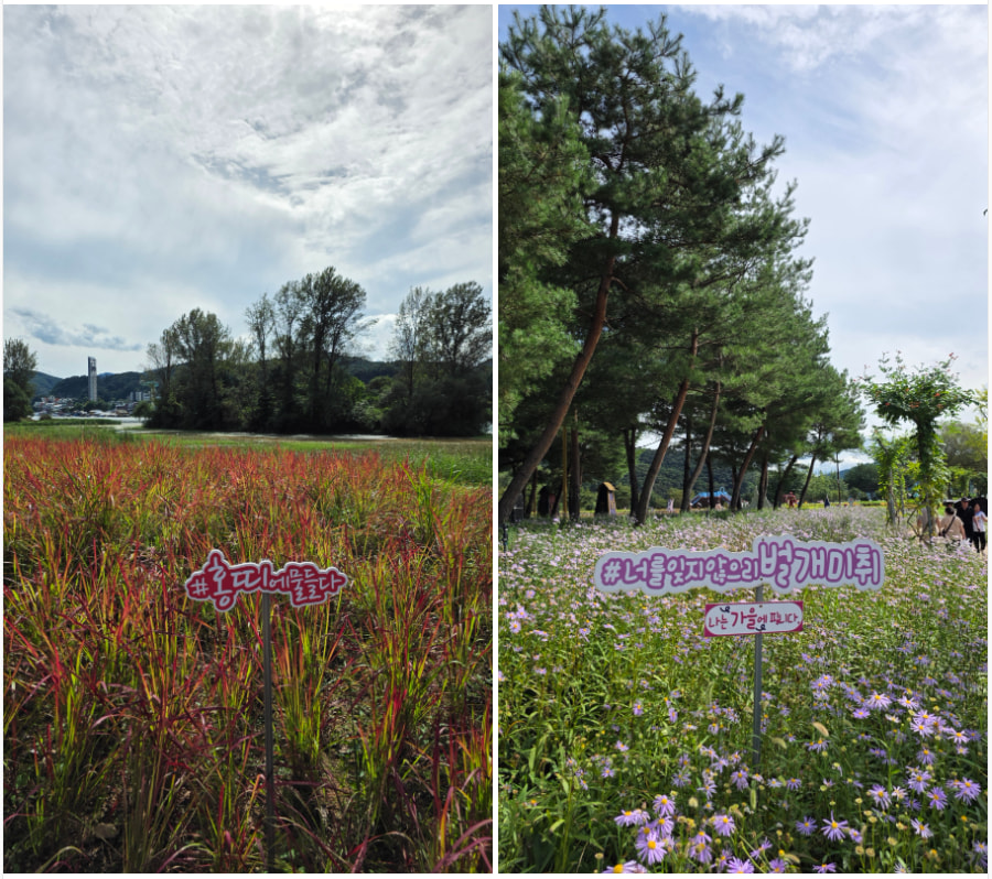 자라섬 (2025 꽃 페스타)