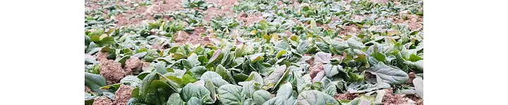 6시내고향 경남 고성 시금치 파는 곳 전국 택배 온라인 전화 주문 추천