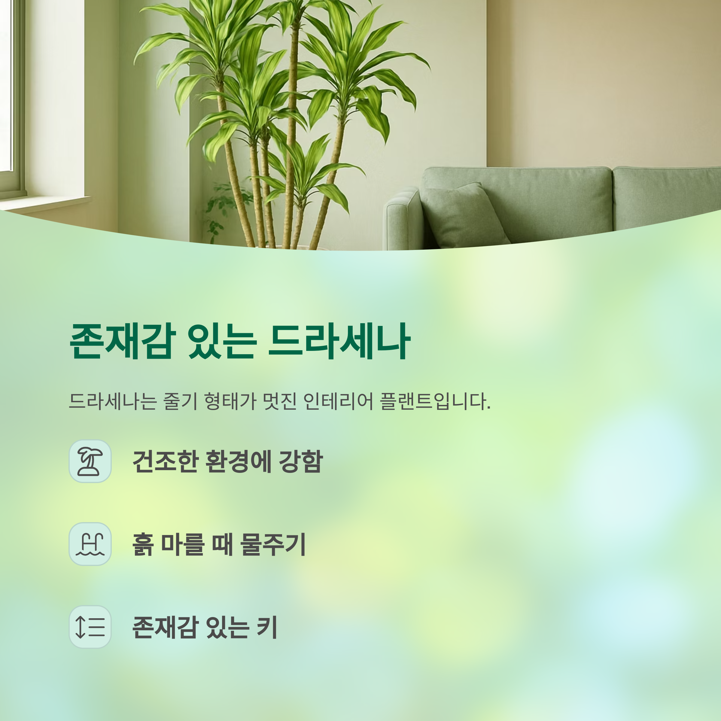 존재감 있는 드라세나
