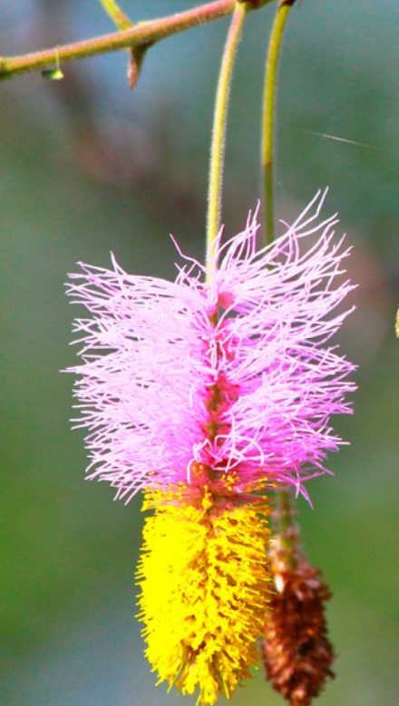 다이글로메라 식물 사진