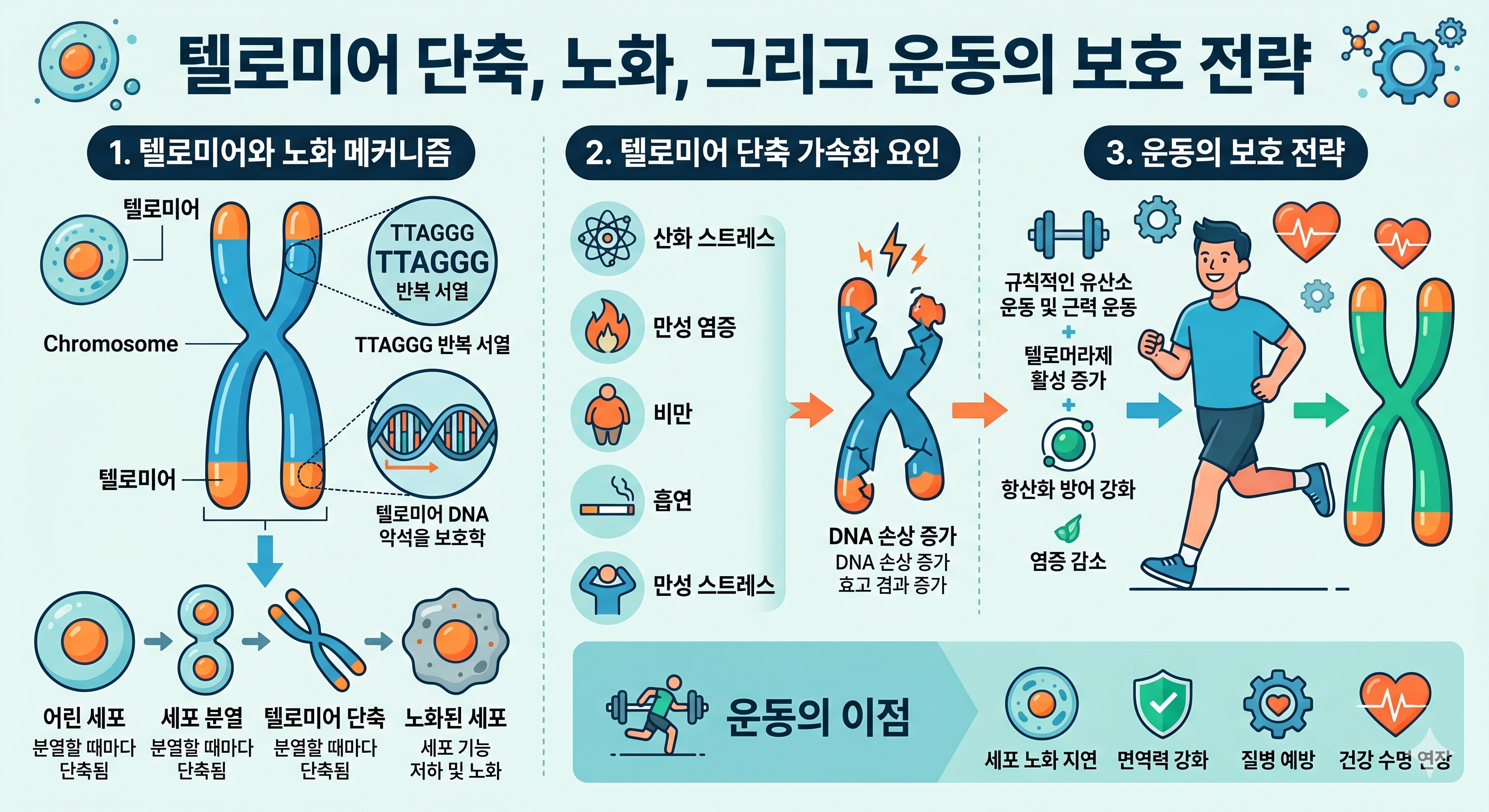 텔로미어 단축 노화 타이머 &mdash; 헤이플릭 한계 텔로머라제 활성 운동 항산화 스트레스 관리 보호 전략
