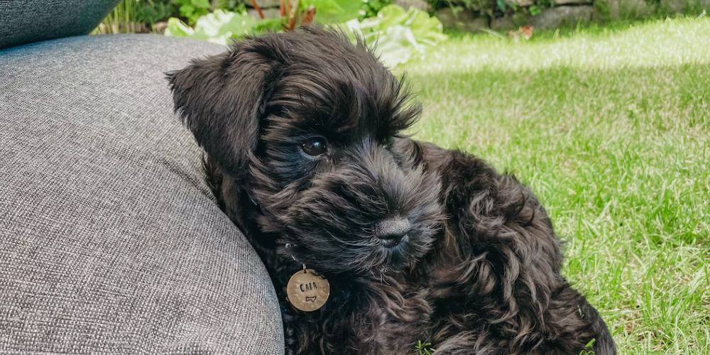 강아지 발바닥 까짐 3