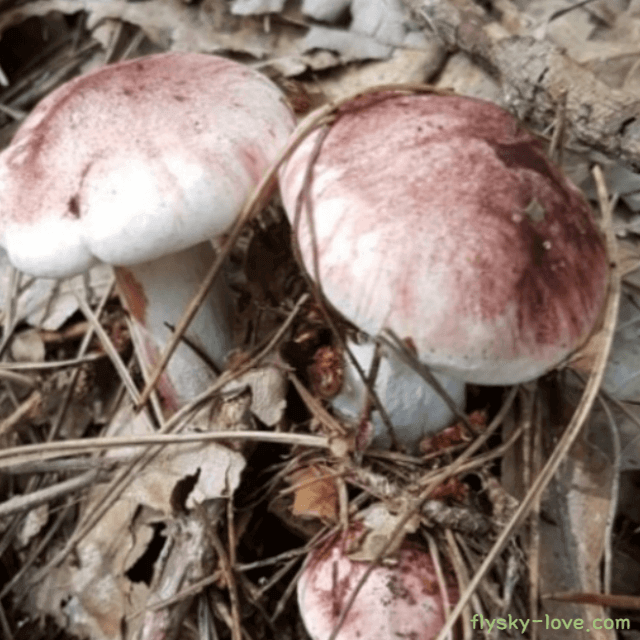 밤버섯 고르는 법