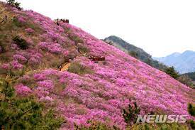 제 26회 천주산 진달래축제 기본일정과 프로그램 소개 류지광 남승민 출연