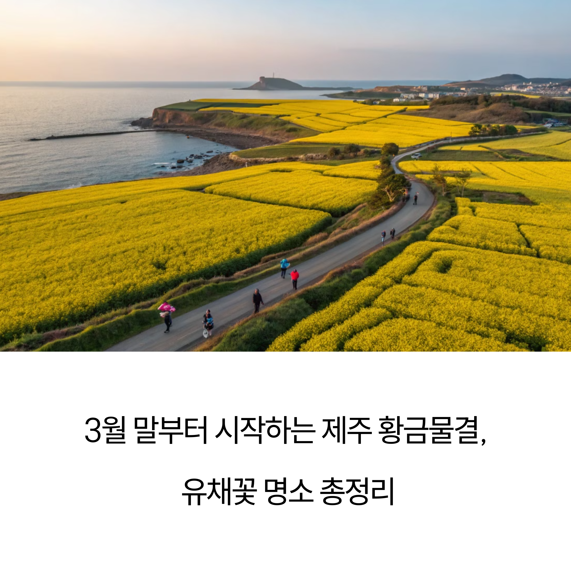3월 말 시작! 제주 유채꽃 명소 어디가 가장 예쁠까?