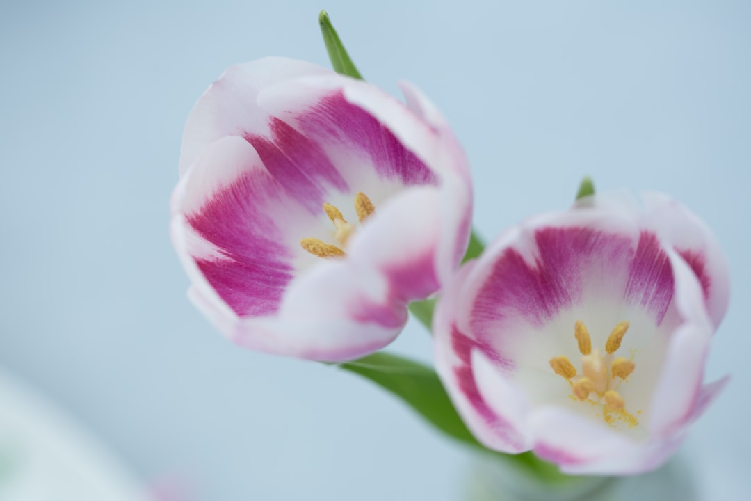 Tulip