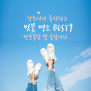 강릉시가 추천하는 벚꽃 명소 총정리