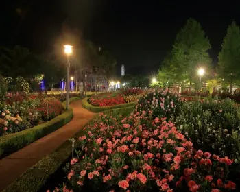 곡성 장미축제_34