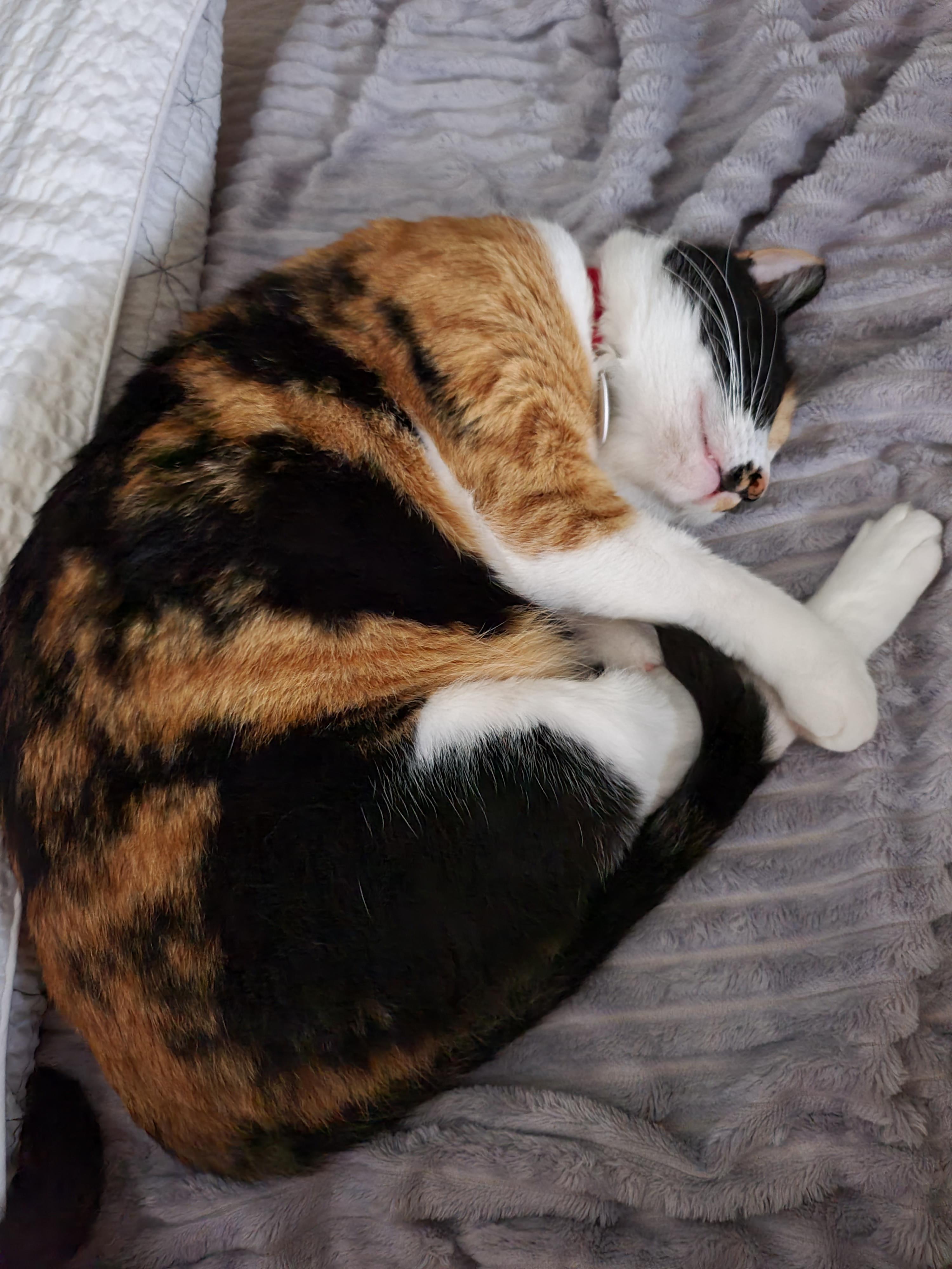 츤데레 다다. 잘때는 항상 엄마옆에 찾아오는 삼색이 고양이 다다.