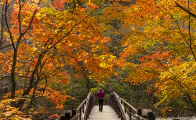 강원도 2025 단풍 산행 추천 코스 ❘ 설악산&middot;오대산&middot;치악산 절정 시기 안내