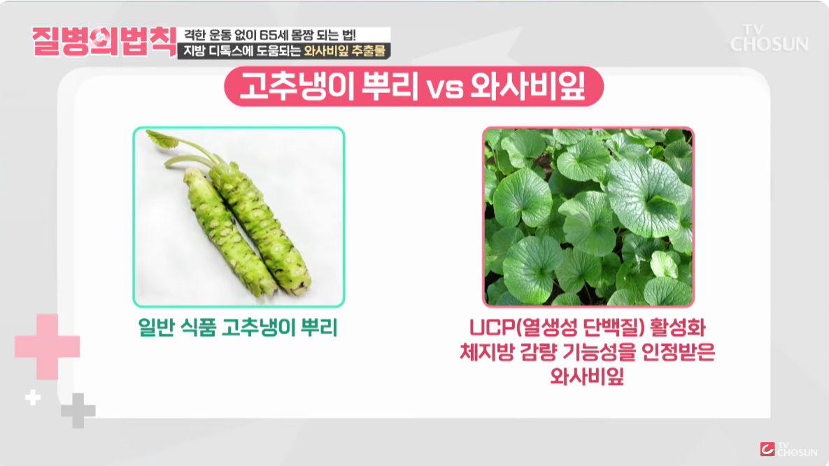 💚 &ldquo;와사비잎 추출물 효능과 다이어트, 부작용 있을까?&rdquo; 직접 써보고 느낀 점까지 솔직히 후기!