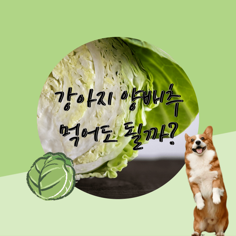 새끼-강아지-양배추