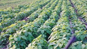 농지연금 가입조건