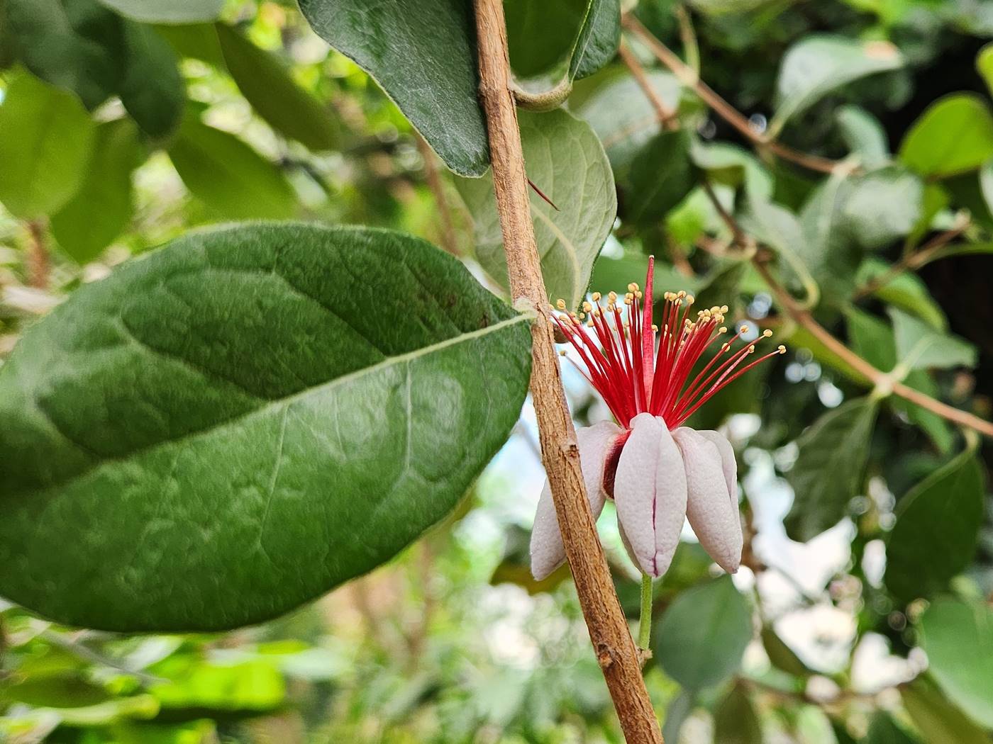 페이조아(파인애플구아바) Feijoa