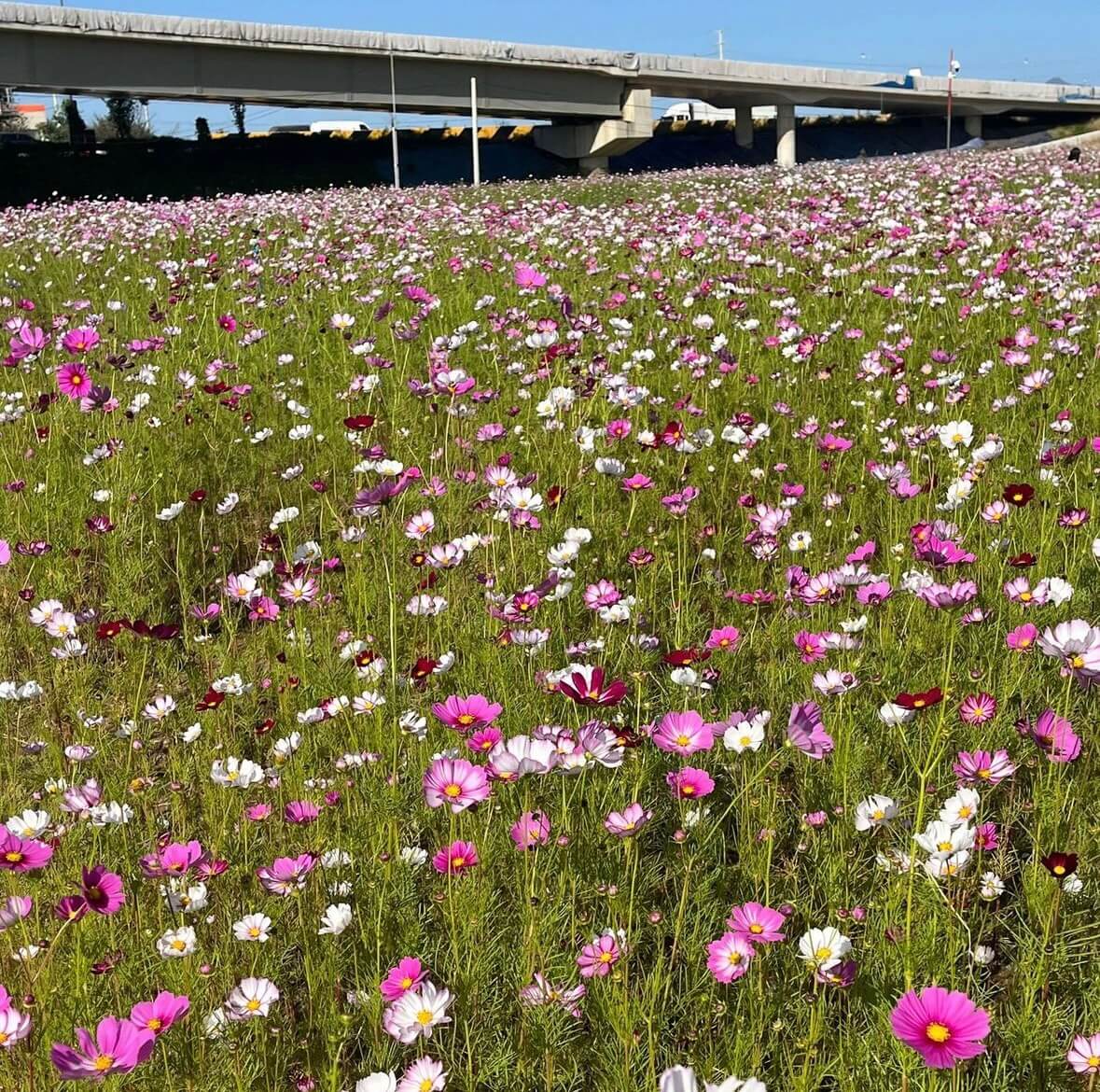 구리 코스모스축제