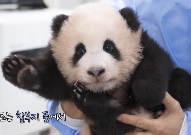 푸바오 어릴적