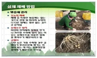 삼채 재배 모종 활착 통풍 확보 잎 수확 반복_6