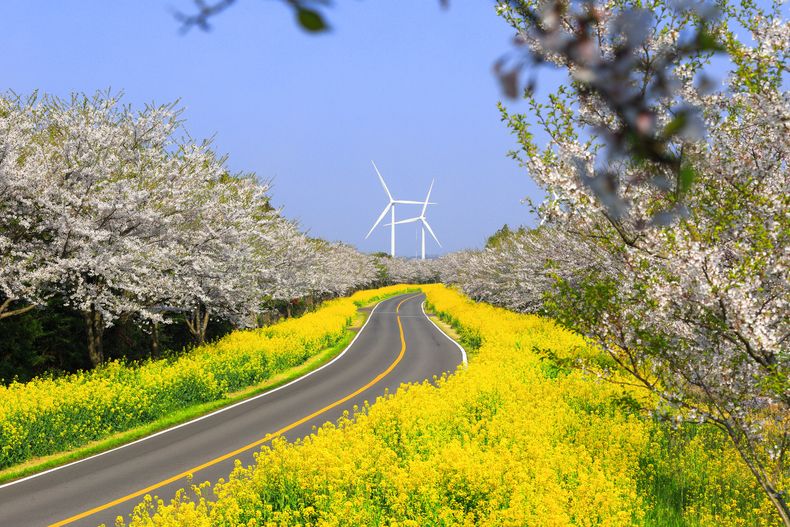 제주도 효도관광