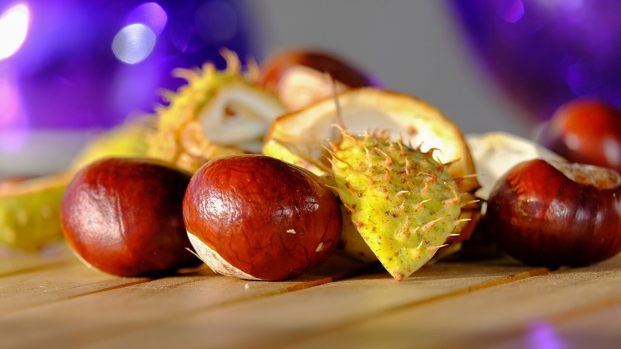 말밤, 마로니에 이미지