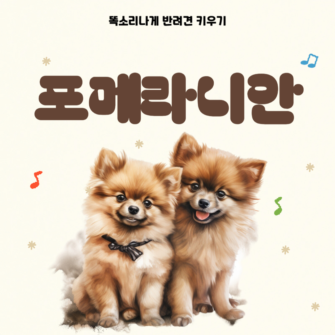 포메라니안 성격 장단점 유전질환 알아보기