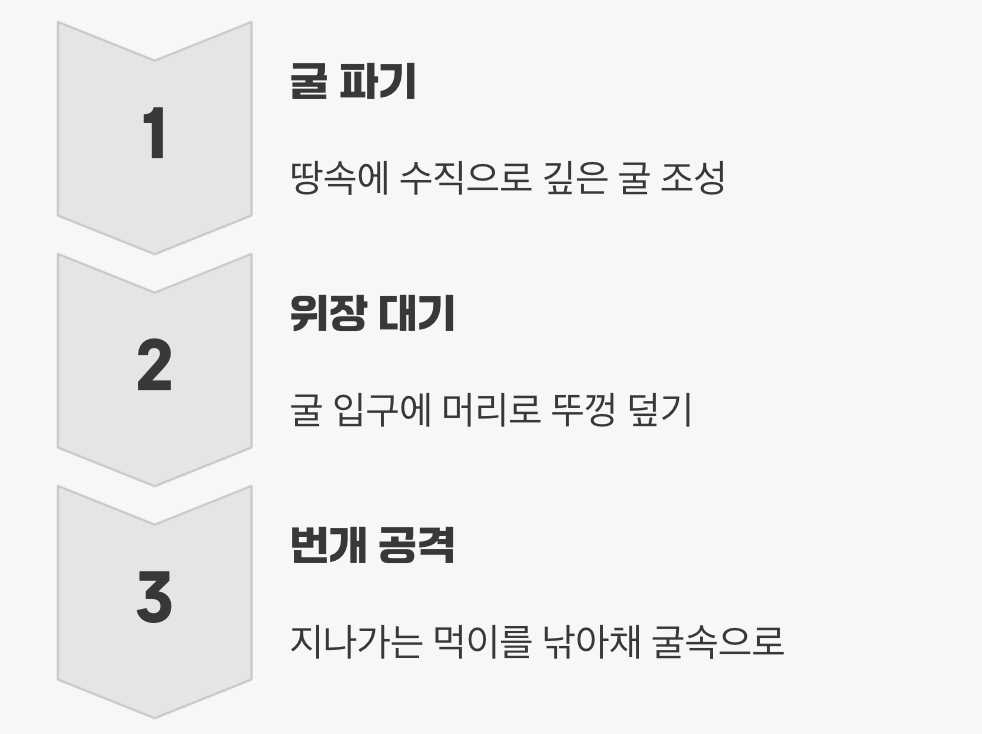 땅속의 작은 괴물, 애벌레 시기