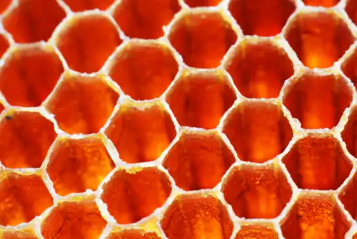 프로폴리스 효능효과 영양성분과 부작용