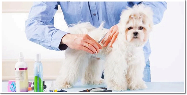 반려동물학과4년제대학