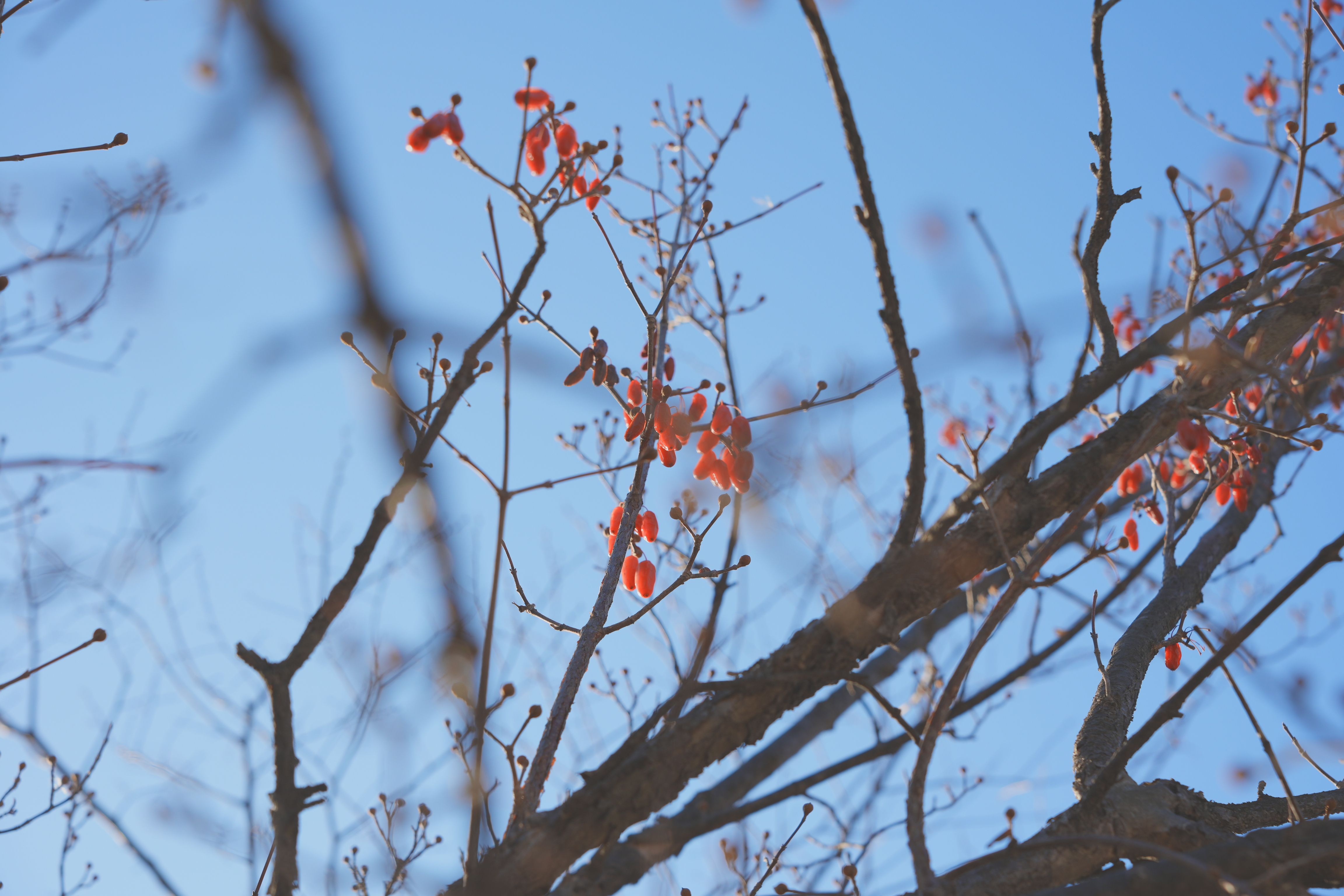 산수유 열매 사진