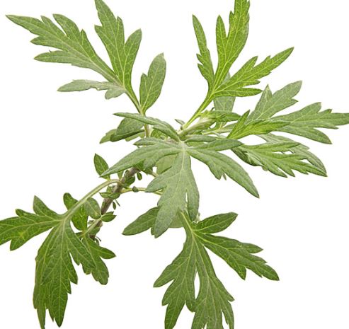 3월 제철 음식&amp;#44; 식재료&amp;#44; 해산물&amp;#44; 과일&amp;#44; 달래&amp;#44; 씀바귀&amp;#44; 쑥&amp;#44; 소라&amp;#44;