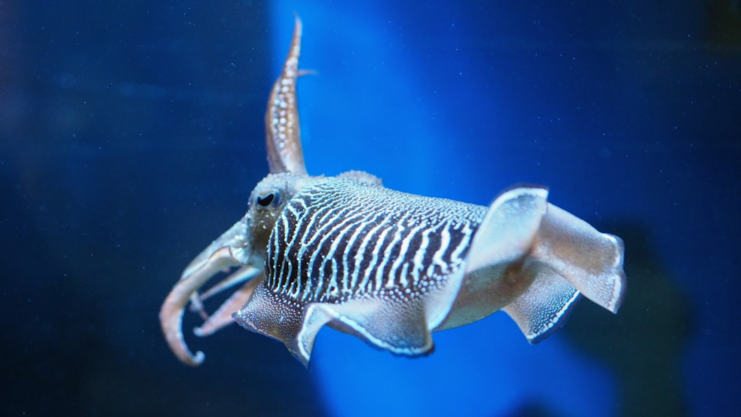 Squid