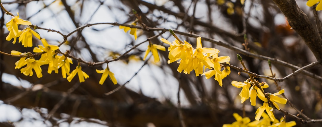 Forsythia