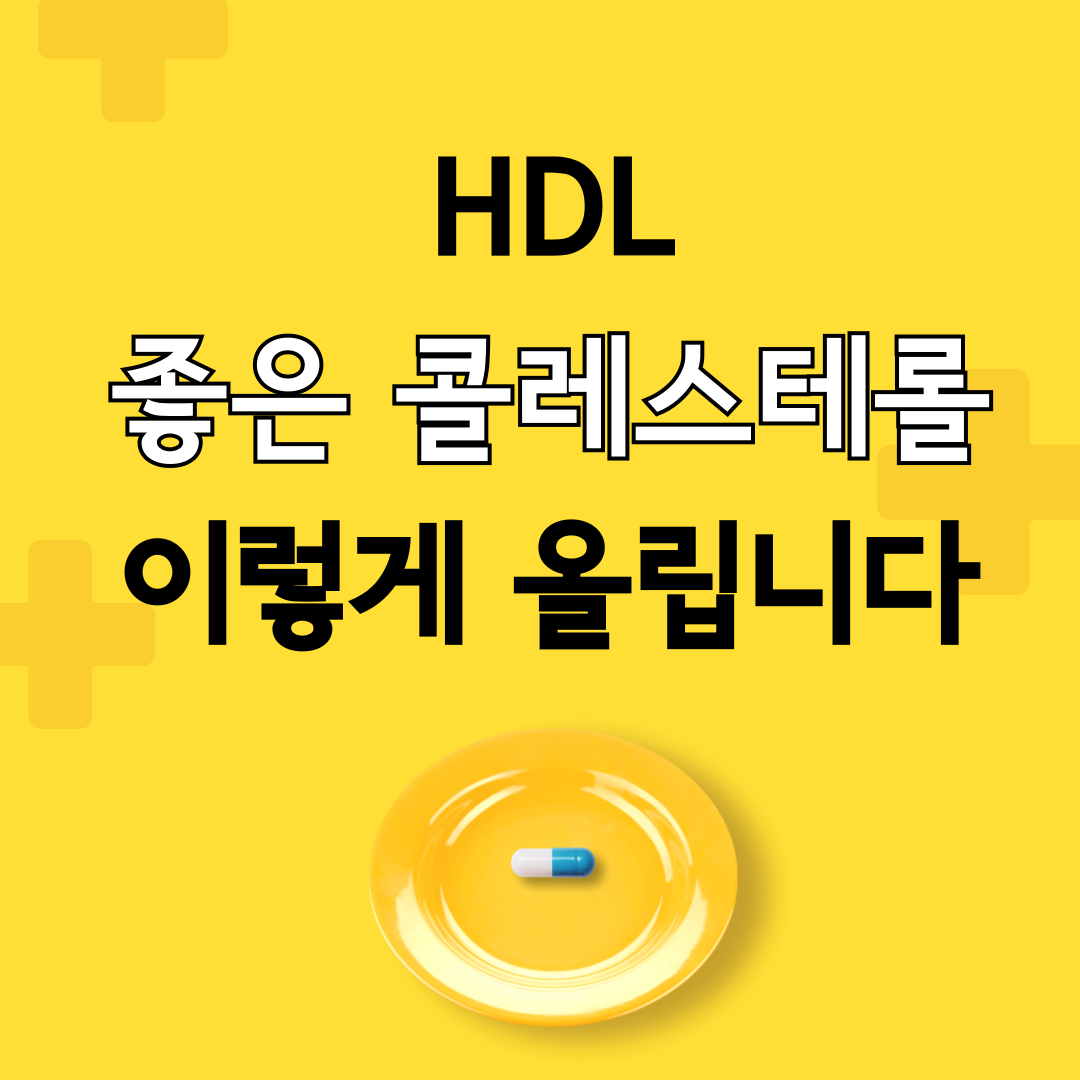 HDL 콜레스테롤 높이는 방법 (혈관 건강의 핵심 관리법)