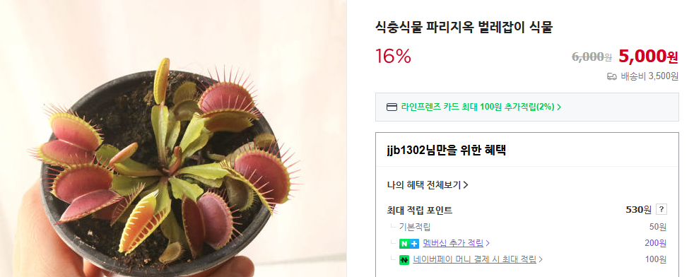 파리지옥 키우는 방법 및 먹이 (+ 물주기 분갈이 번식 방법)