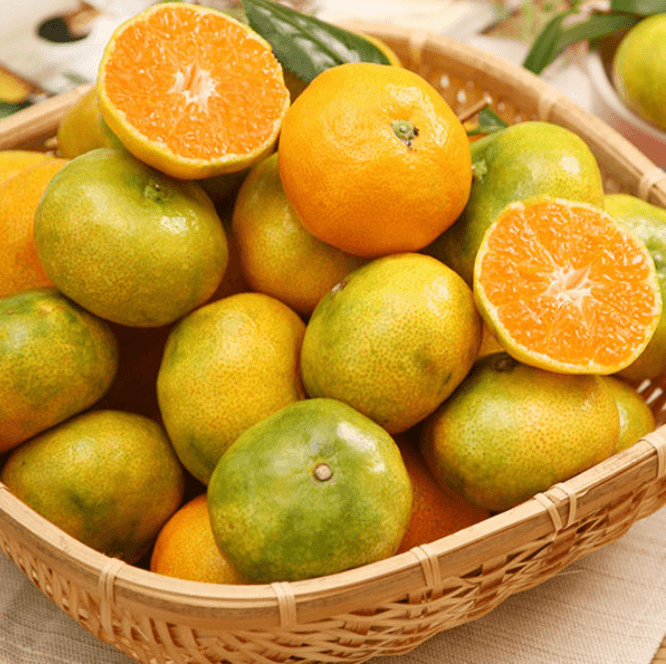 [겨울철 별미] 간단명료! 감귤의 종류 및 보관방법