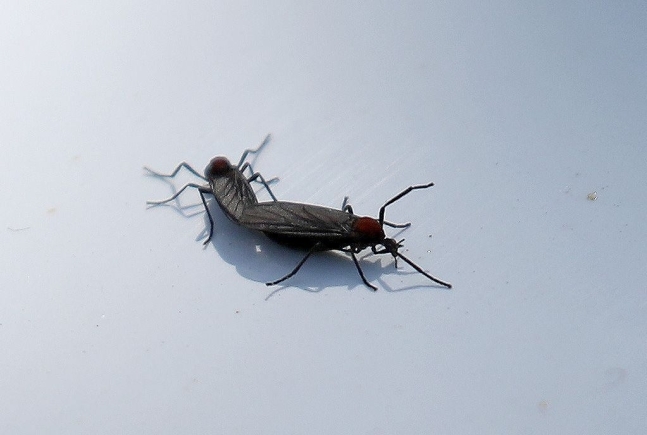 러브버그 퇴치방법, 효과적인 제거&middot;예방 공식 가이드