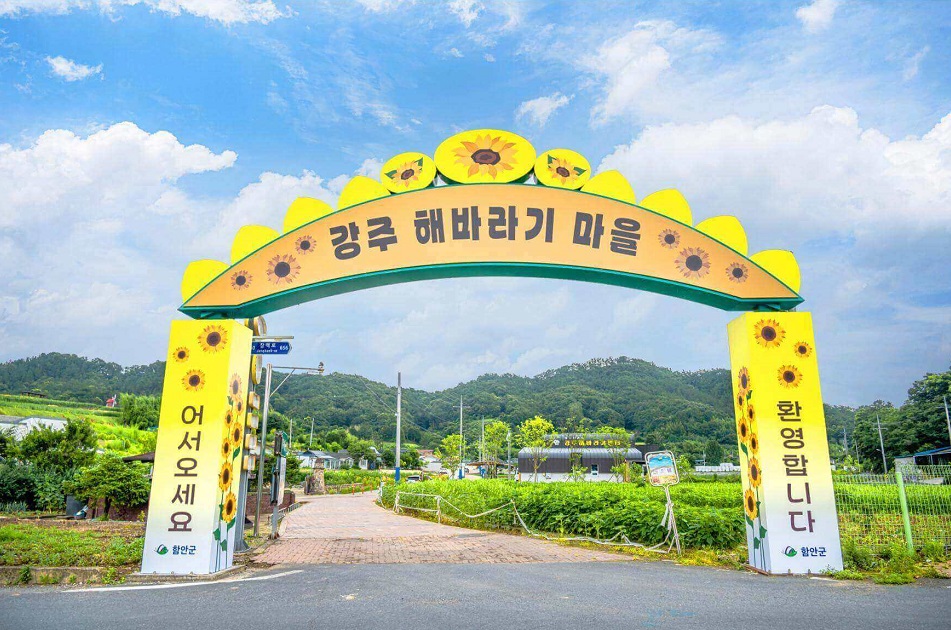 강주 해바라기 축제