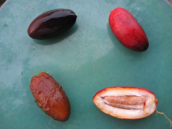 대추야자