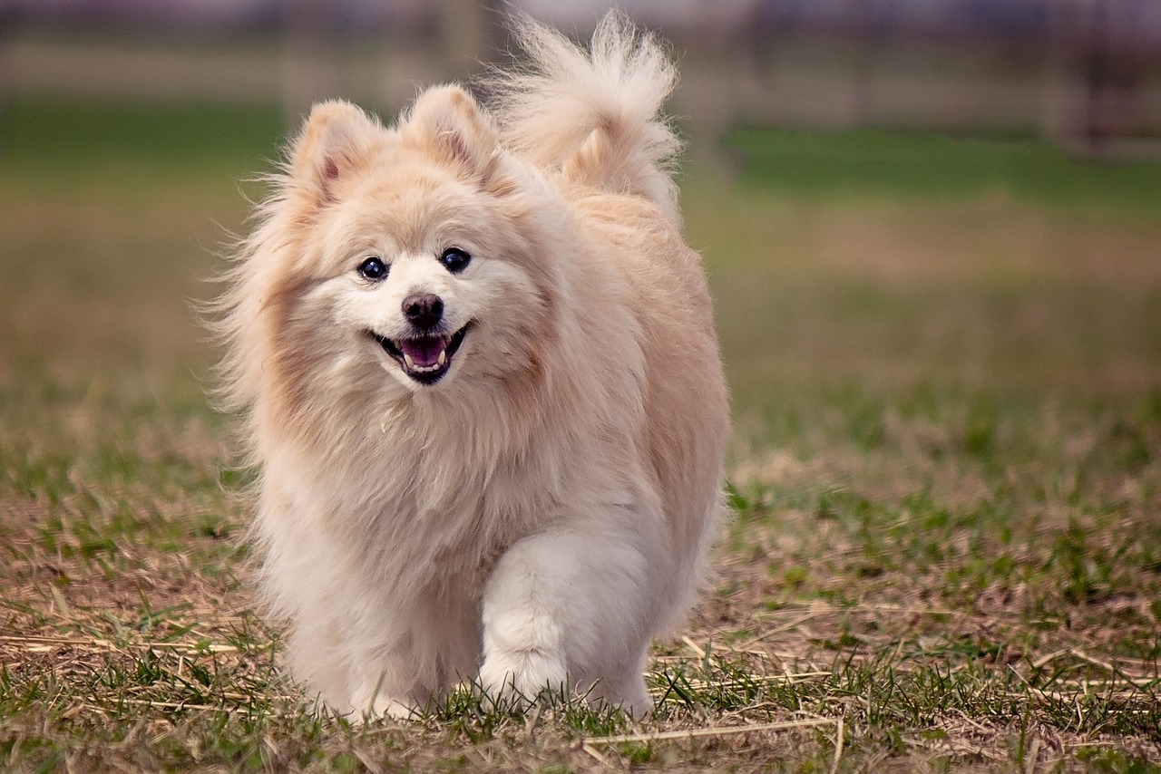 포메라니안 (Pomeranian)