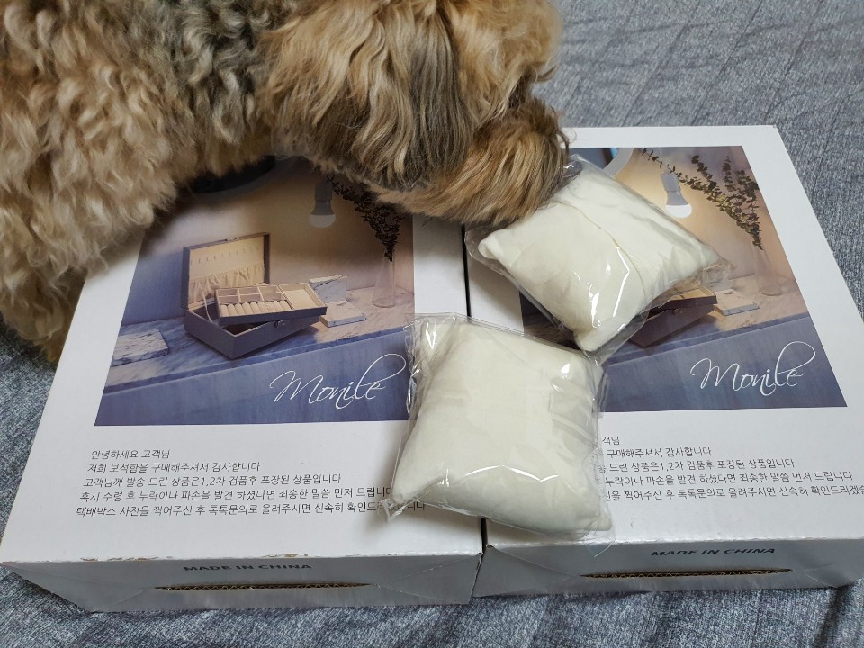 박스에 관심 보이는 강아지