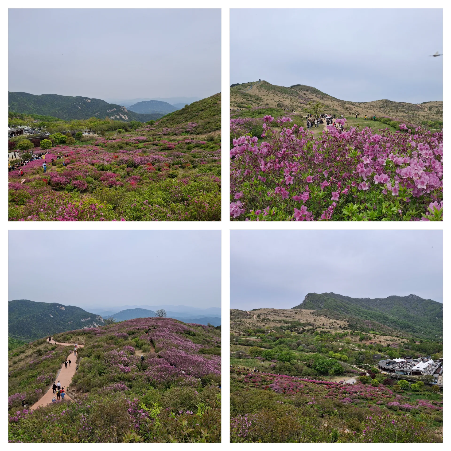 봄 황매산