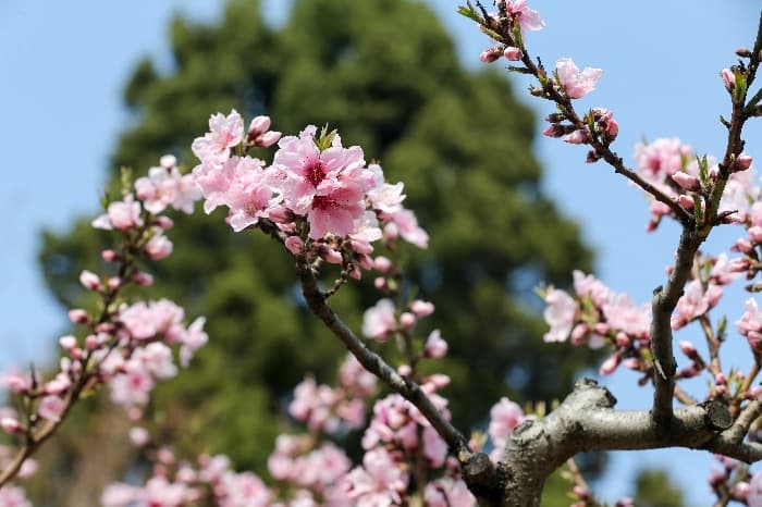 [4월 축제]서울근교 봄꽃 축제❘부천 춘덕산 복숭아꽃 축제❘복숭아꽃 개화가 절정이에요. 맛집 추천