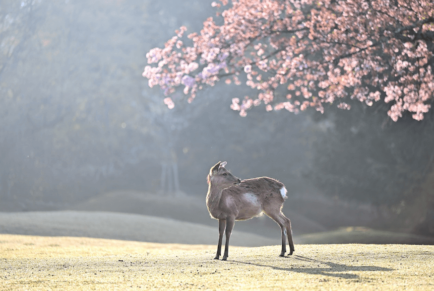 일본 벚꽃 개화시기 관련사진