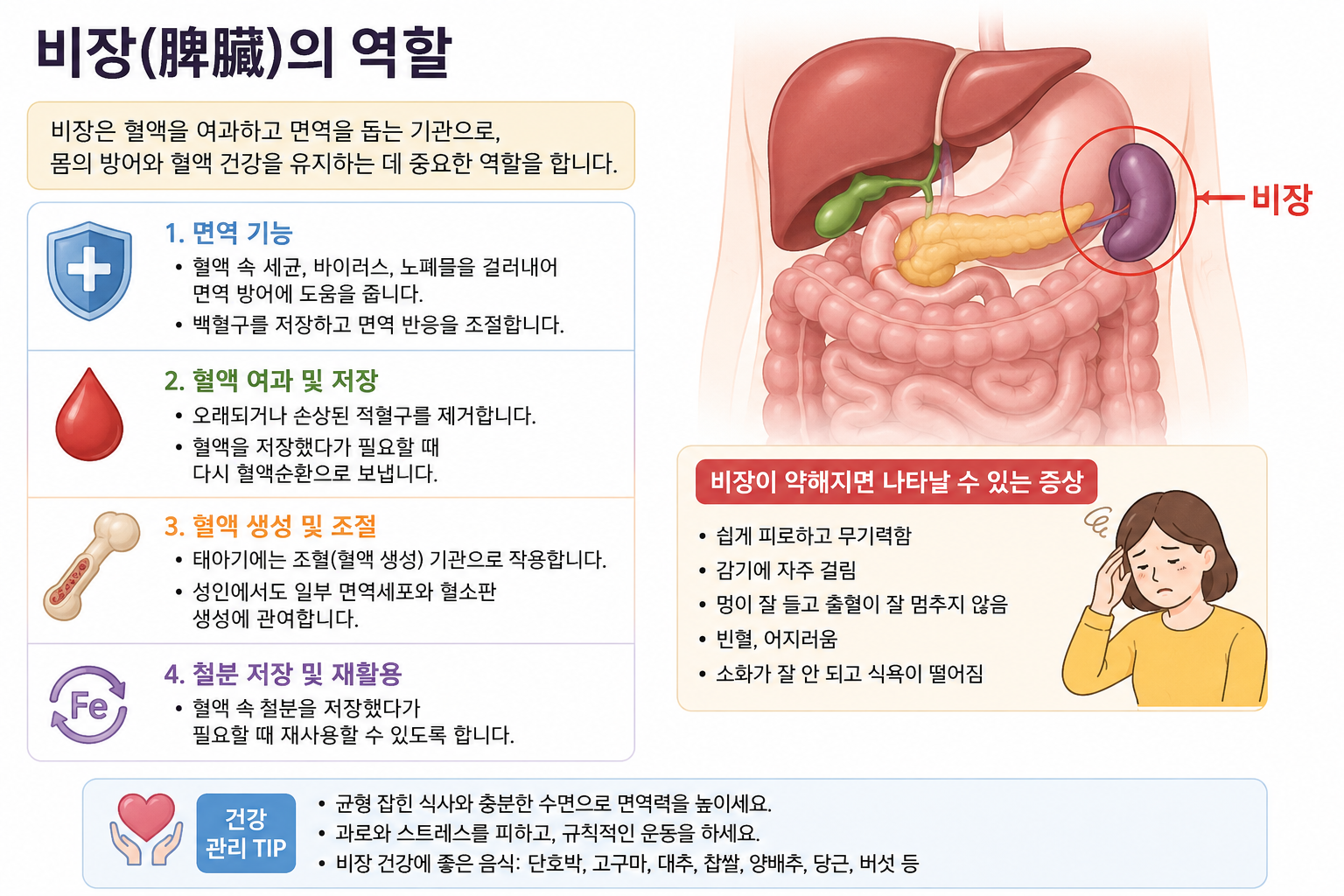 비장은 어떤 기능을 하는 걸까 (비장기능, 수분대사, 식습관)