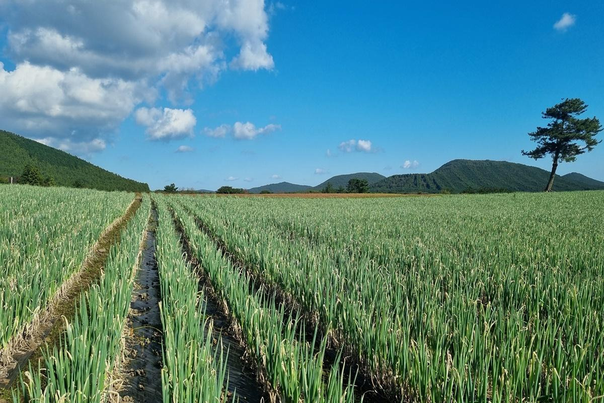 2025 보롬왓 대파축제 완벽 가이드 - 일정, 입장료, 체험, 볼거리 총정리