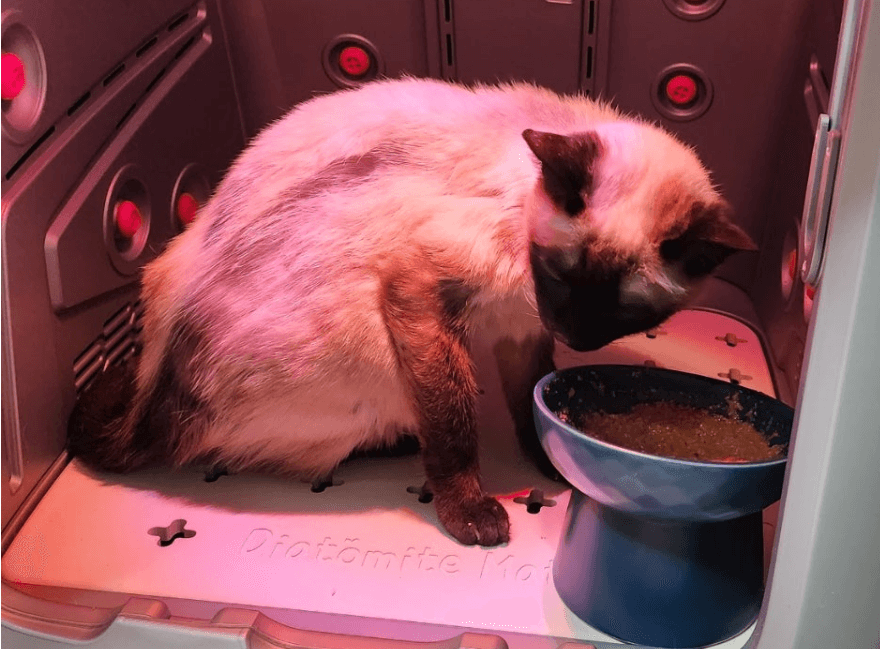 고양이 갑상선 기능항진증의 효과적인 치료 옵션