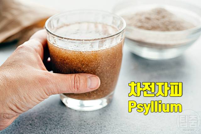 차전자피 효능 부작용 하루권장량 매일