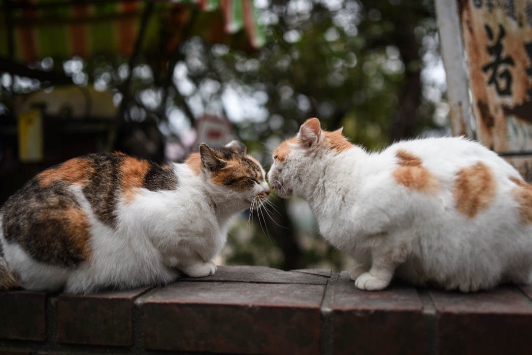 철학의 길 고양이