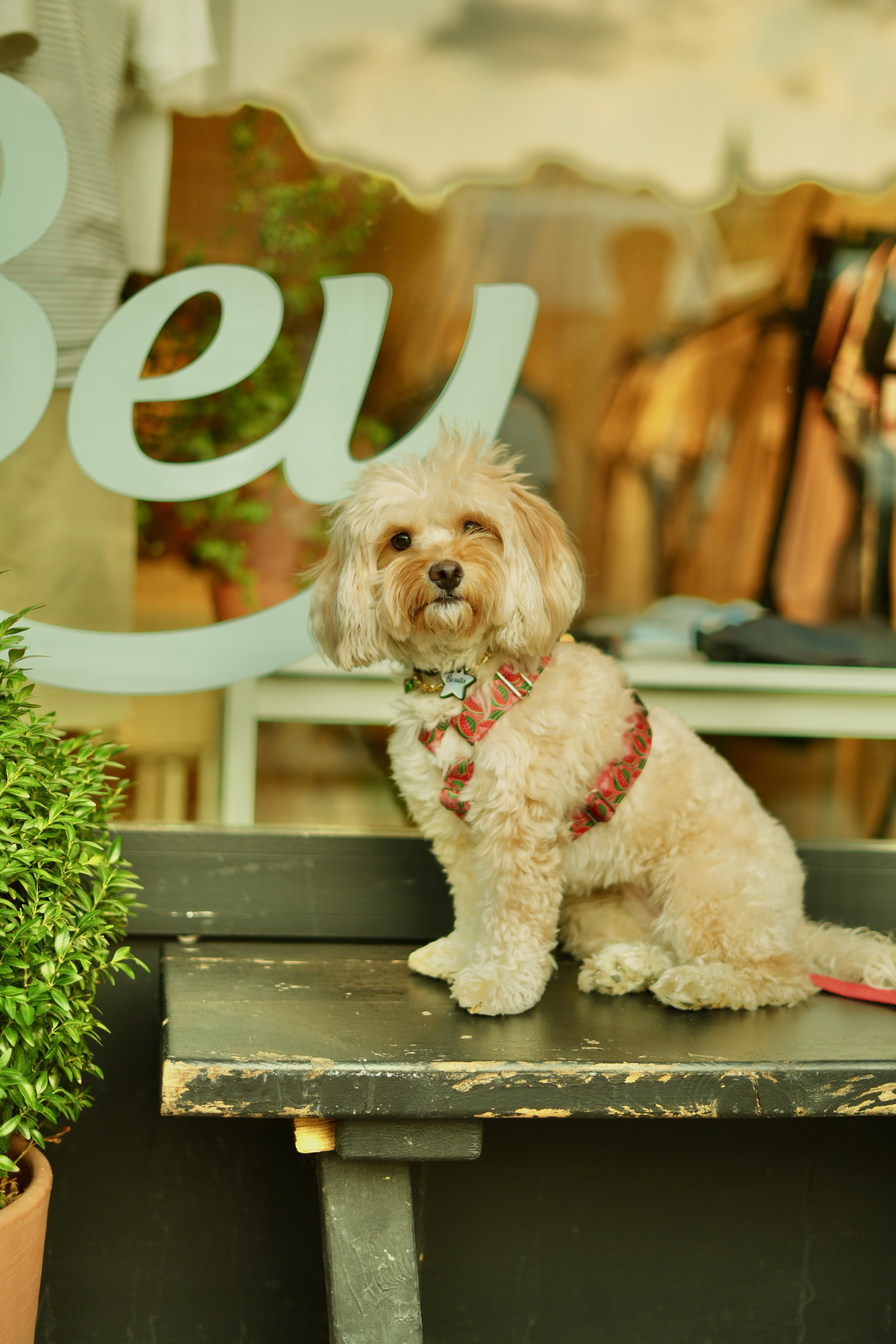 강아지 슬개골 탈골 예방하려면? 반려견 2&amp;#44;3단 매트 계단 추천